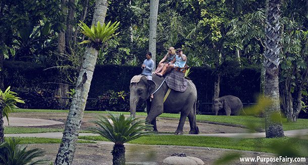 Bali Ubud Elephant Sanctuary