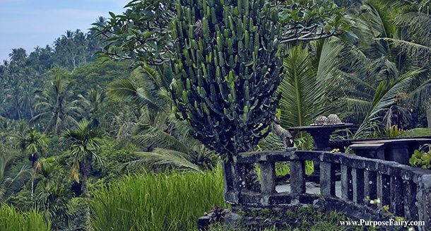 Ubud Rice Terrace