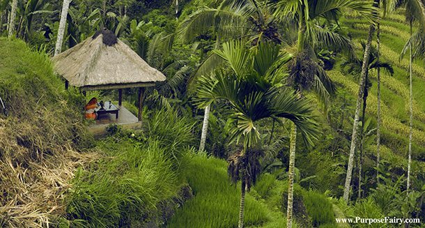 Beautiful rice Terrace in Ubud