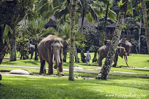 Beautiful Elephants