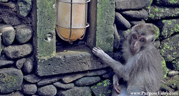 Cute Monkey in Ubud - Monkey Forest