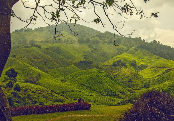 Cameron Highlands, Malaysis - Tea Plantation