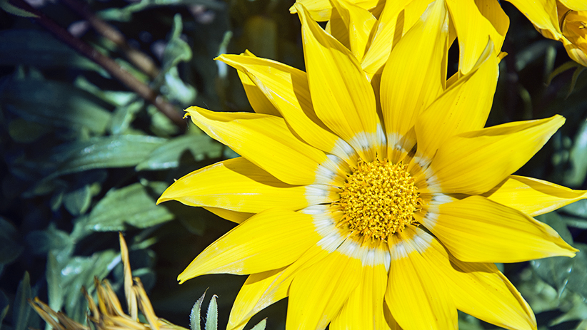 The Power of Vulnerability: Why Vulnerability Is Your Greatest Strength 1 The Power of Vulnerability: Why Vulnerability Is Your Greatest Strength