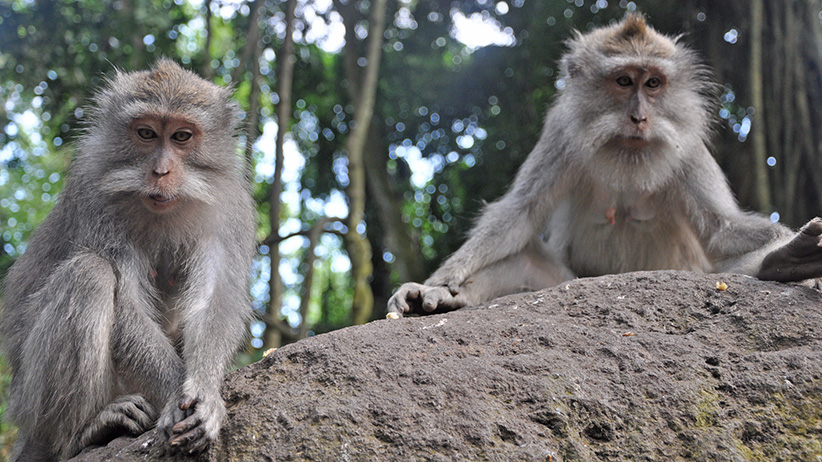 Asia Travels – The Beauty of Bali, Indonesia34