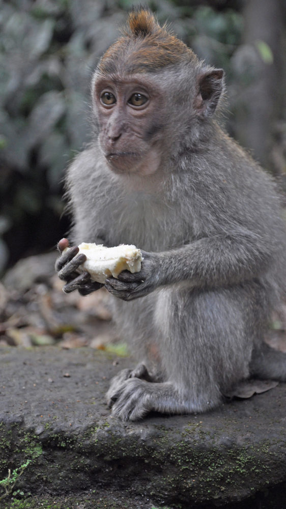 Asia Travels – The Beauty of Bali Indonesia 38 Asia Travels – The Beauty of Bali, Indonesia35