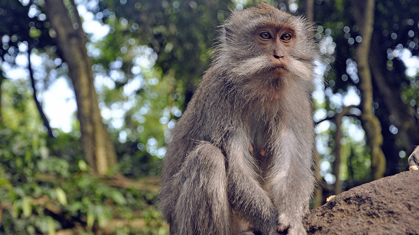 Asia Travels – The Beauty of Bali, Indonesia36