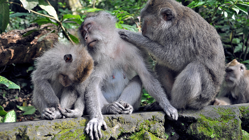 Asia Travels – The Beauty of Bali Indonesia 37 Asia Travels – The Beauty of Bali, Indonesia38