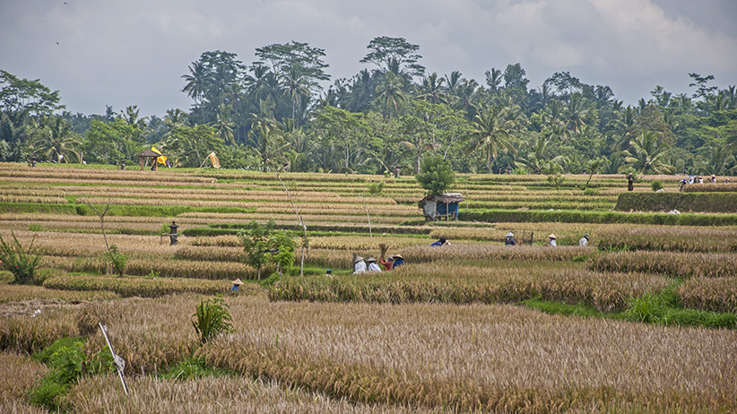 Asia Travels – The Beauty of Bali, Indonesia43