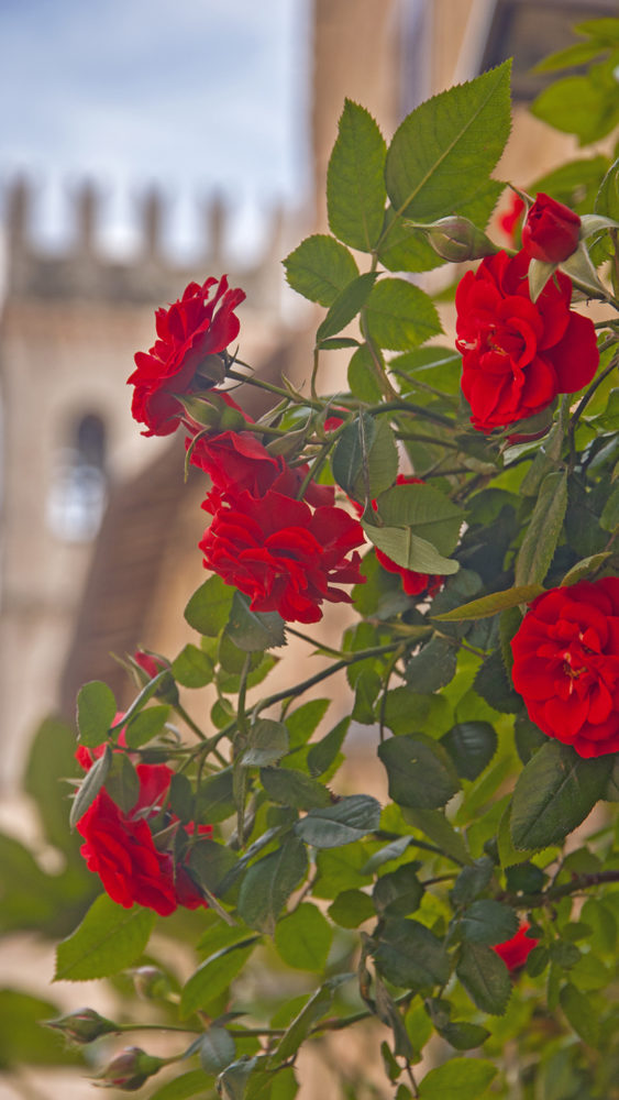 50 Stunning Photos to Inspire You to Visit Assisi, Italy34