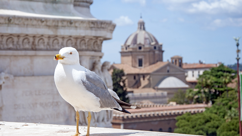 Rome Photos- 50 Photographs to Inspire You to Visit Rome, Italy3