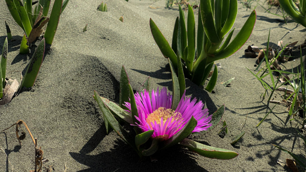 How to Allow Peace to Enter Your Heart 1 How to Allow Peace to Enter Your Heart