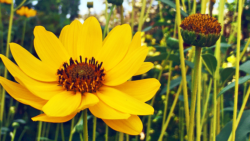 Gratefulness: The Best Way to Live Life to the Fullest 1 Gratefulness: The Best Way to Live Life to the Fullest