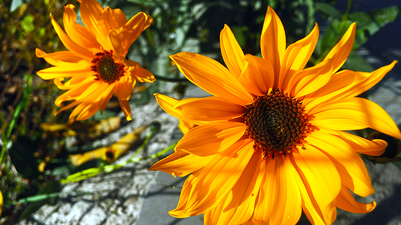 Powerful Third Ray Meditation: Open Your Heart to Love's Healing Power 1 Powerful Third Ray Meditation Open Your Heart to Loves Healing Power