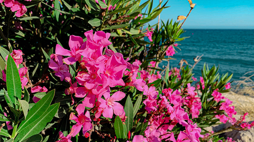 Thank You: How this Underrated Mantra Gives Life to Heightened Levels of Bliss 1 Thank You: The Only Mantra to Use for Experiencing Overwhelming Gratitude